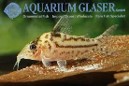 Corydoras incolicanas — 5